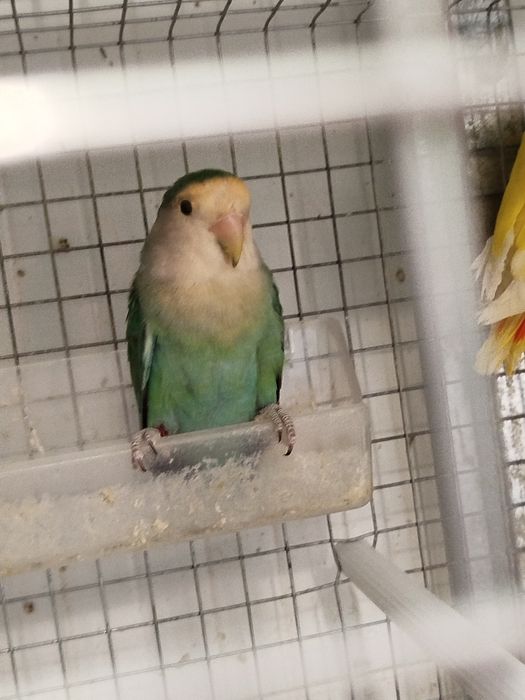 Vendo agapornis roseicollis