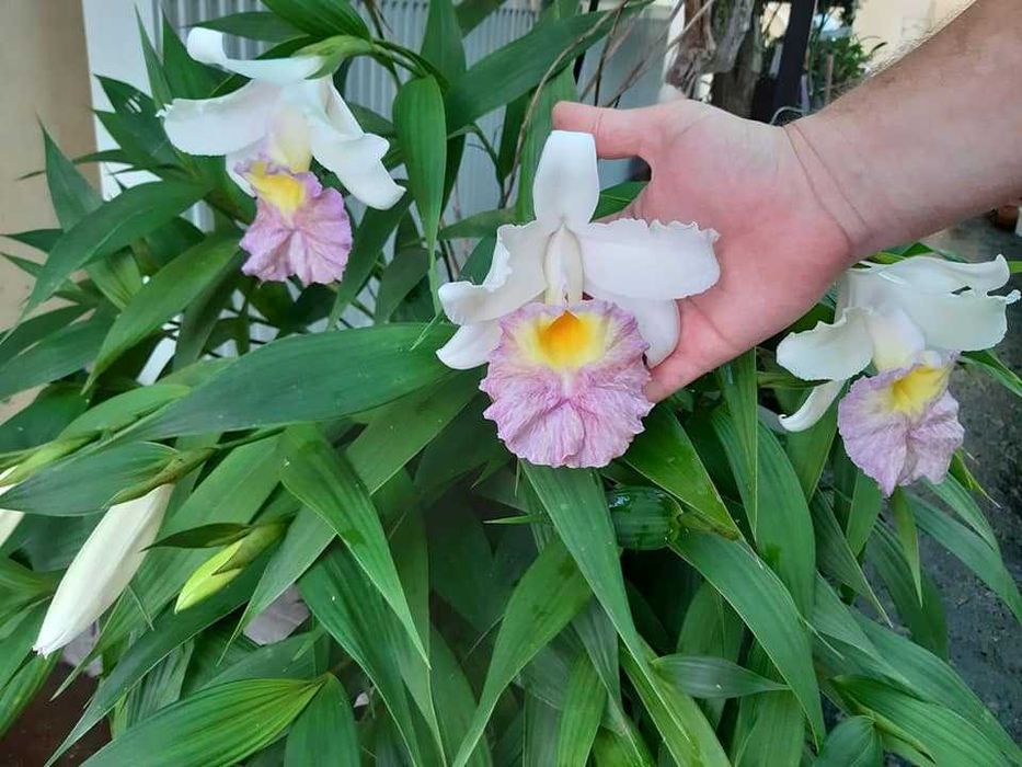 Orquídea de Cana / Sobralia, fácil cultivo, flores 18cm