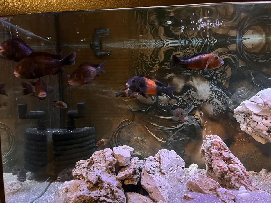 Tropheus Black Bemba