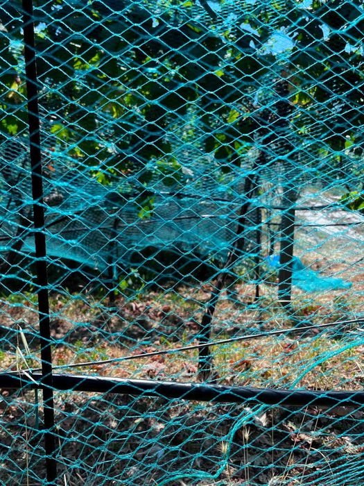 Malha agrícola anti-pássaros