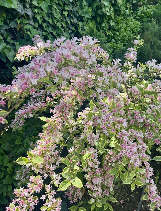 Вейгела , многолетник