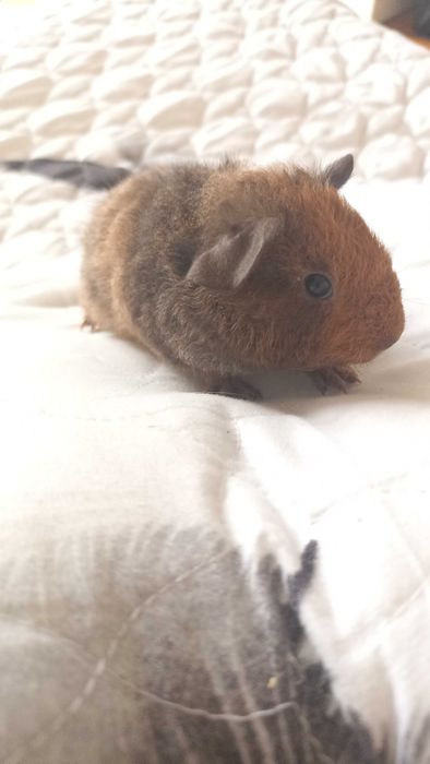 Морська свинка Американський Тедді