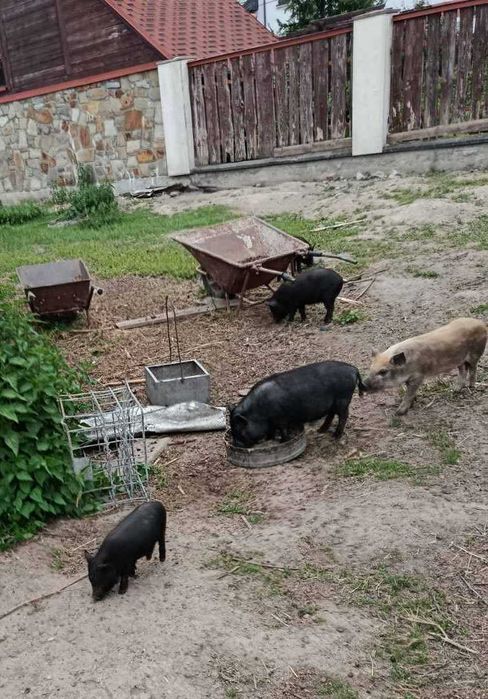 Свині в'єтнамські
