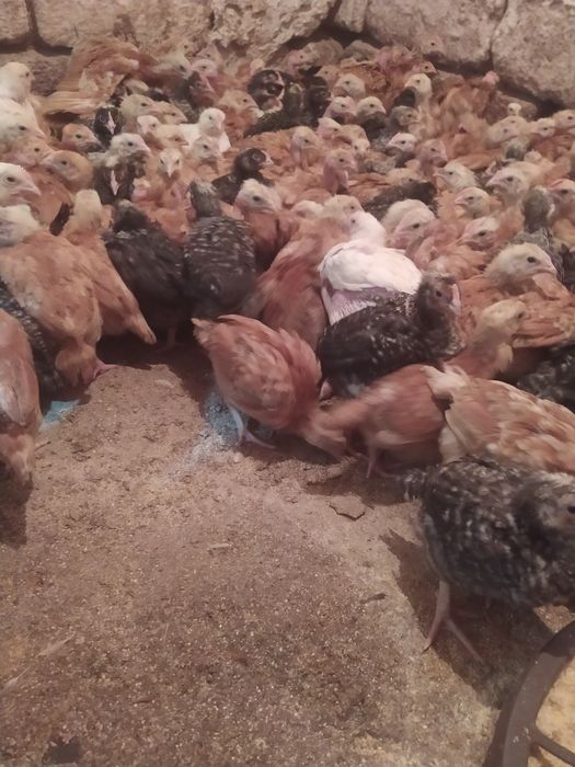 Продам курчата мясо-несушка вага 1 кг