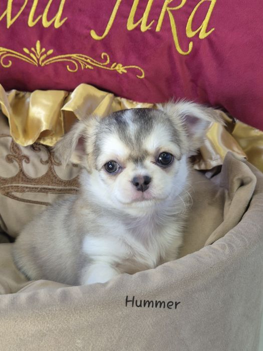 ***Chihuahua przepiękny długowłosy chlopak husky ***
