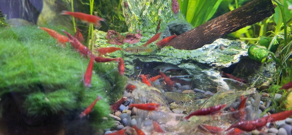 Krewetka Neocaridina  Bloody Mary