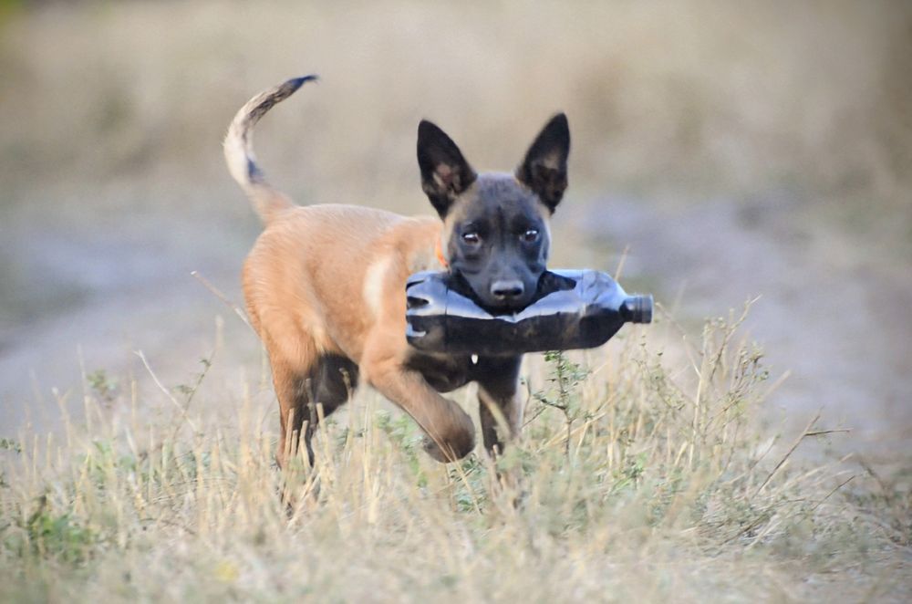 Кобель, бельгийская овчарка