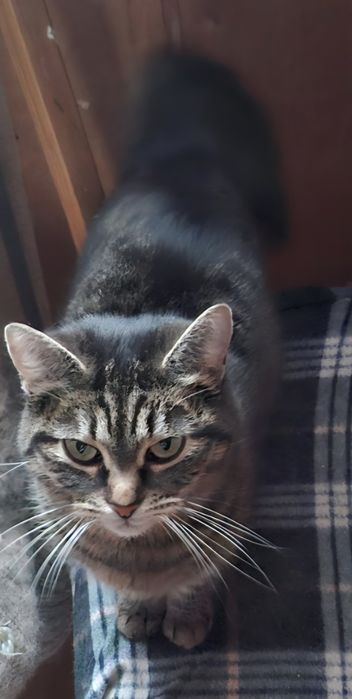 Молденькую  кошечку отдам в хорошие руки!!!