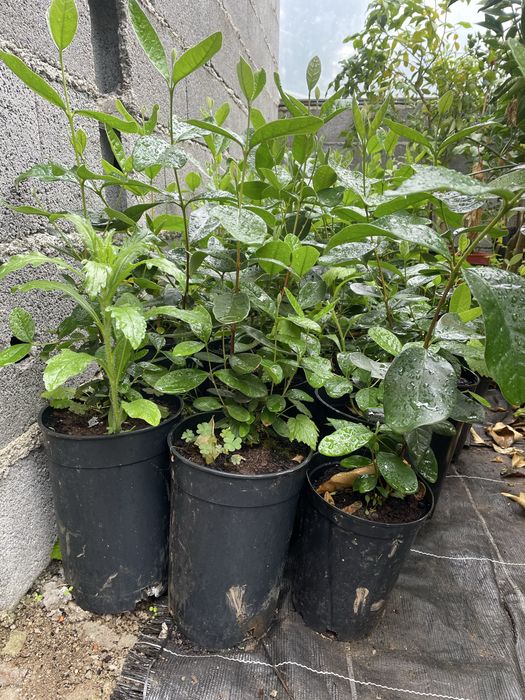 Feijoa com 50cm
