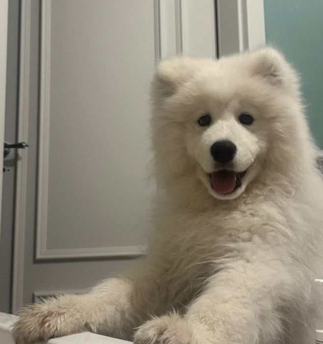 Samoyed szczeniak