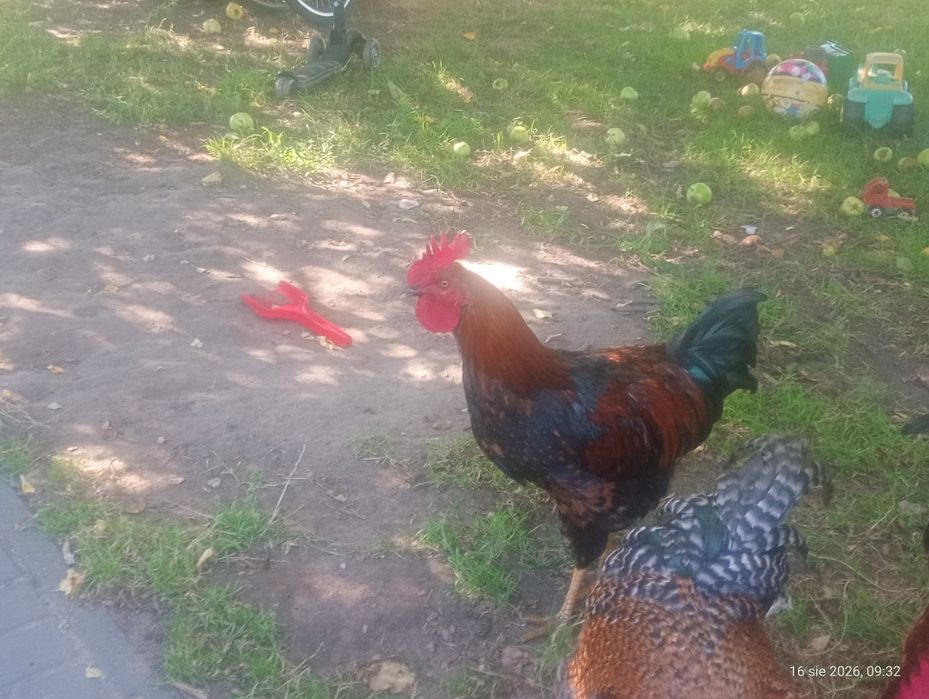 Koguty z tego roku i kaczki biegusy