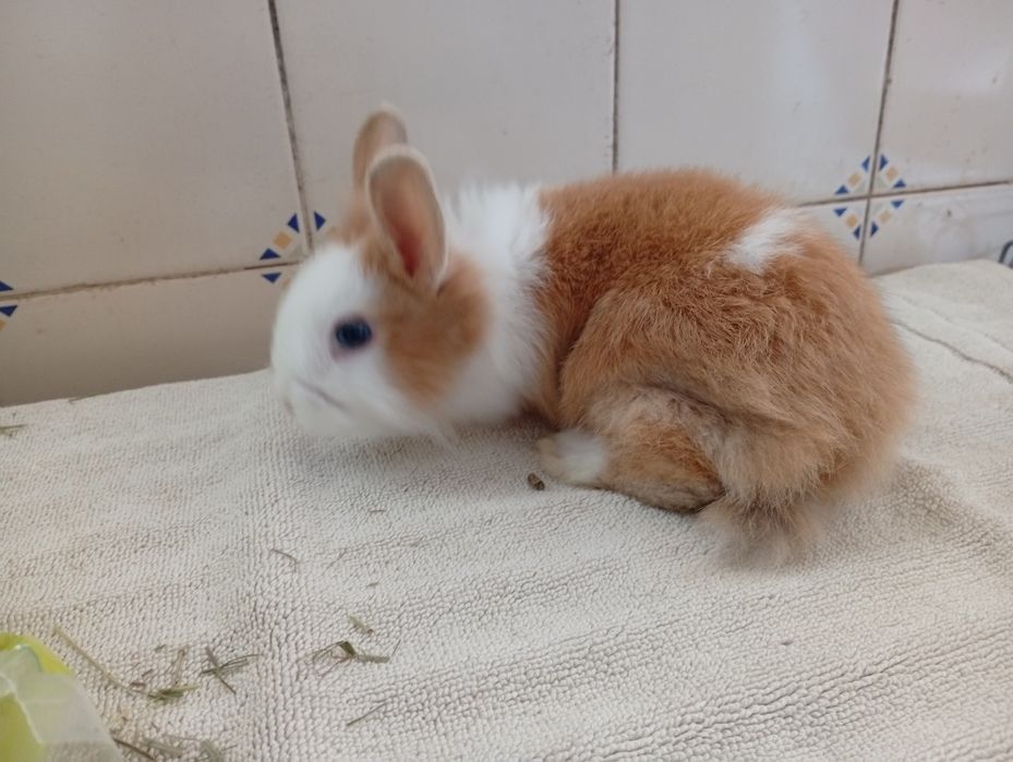 Coelhos anões uma fêmea