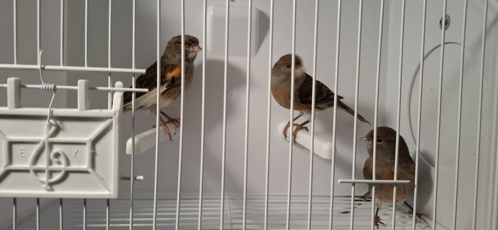 Vendo canários Arlecrim Português