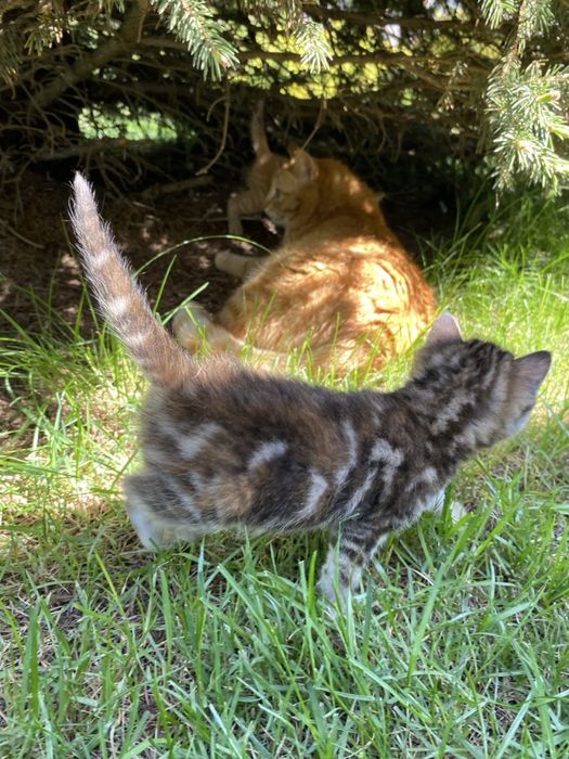 Котята