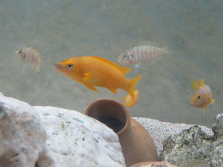 Neolamprologus leleupa tanganika 2 f1