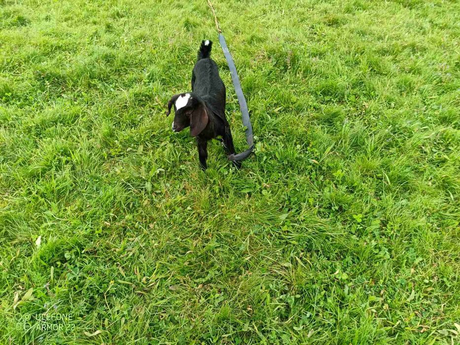 Продам кізочку англо-нубійська