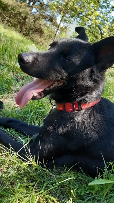 Śliczny młody piesek Charlie do adopcji ze schroniska.
