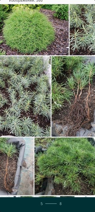 Сосна Гималайская  Сосна Черная сосна Пандеросса