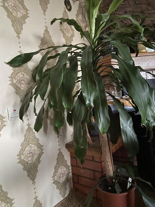 Великі кімнатні рослини,самовивіз