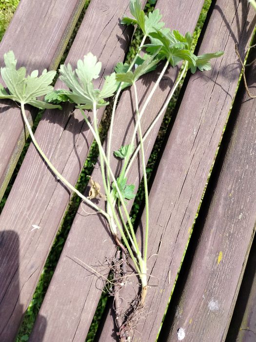 Bodziszek geranium bodziszki ogrodowe