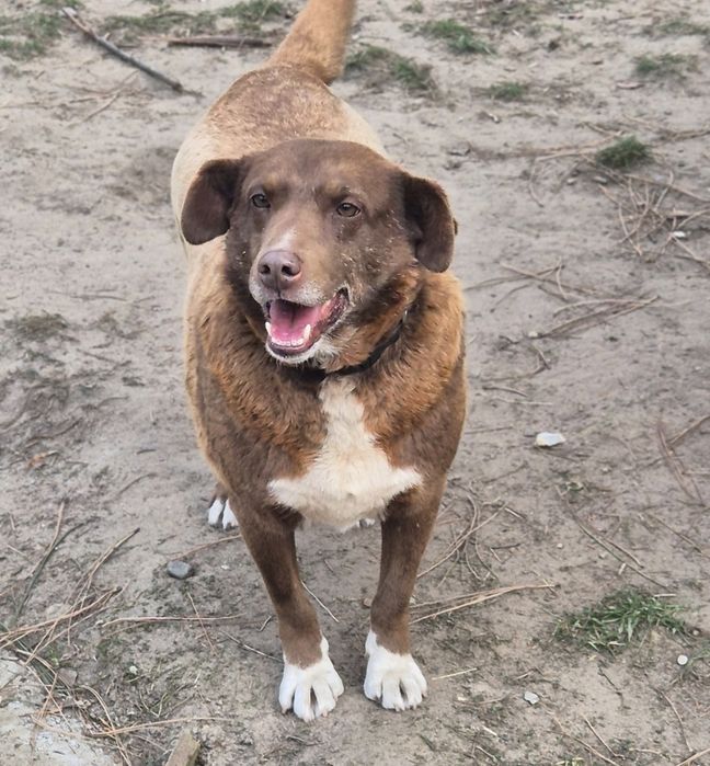 Piasek około siedem lat