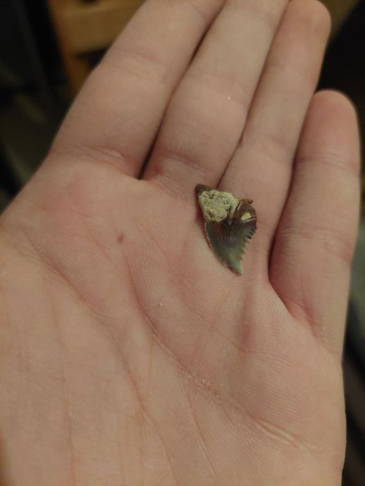 Fóssil dente Hemipristis serra