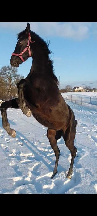 Kara klacz kwpn Freelance x Wynton x Krack c