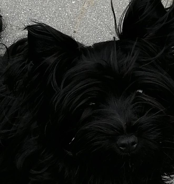 York Yorkshire Terrier Black sunia  rodowód