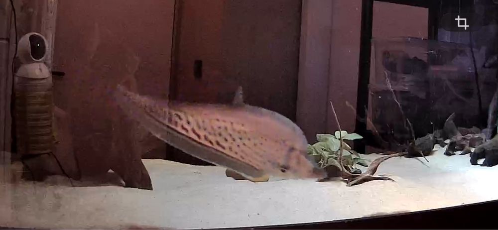 ~42cm Chitala blanci / Royal knifefish / Peixe faca Real