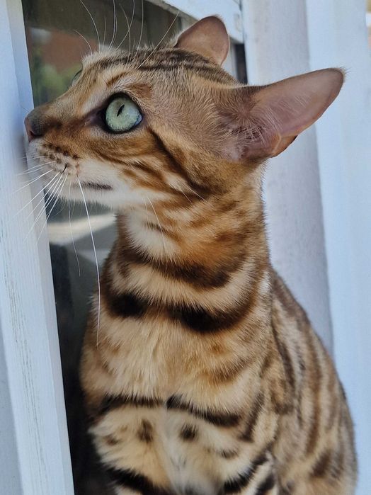 Gatinho bengal com Lop excepcional