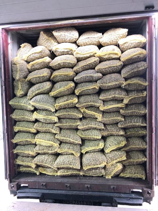 Горіх грецький 2025