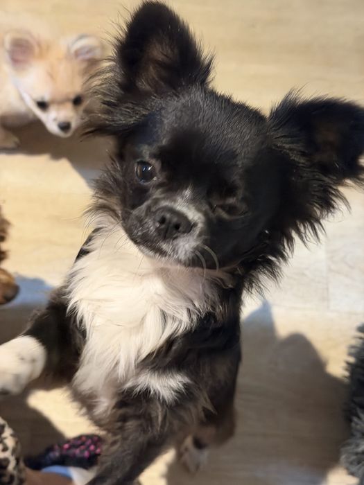 Sprzedam chihuahua