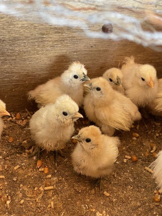 Galinhas sedosa nascidas na quinta