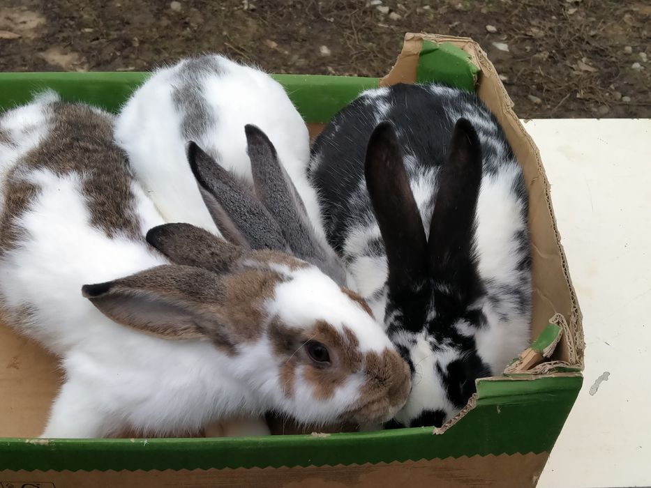 Witam sprzedam samce mające około roku