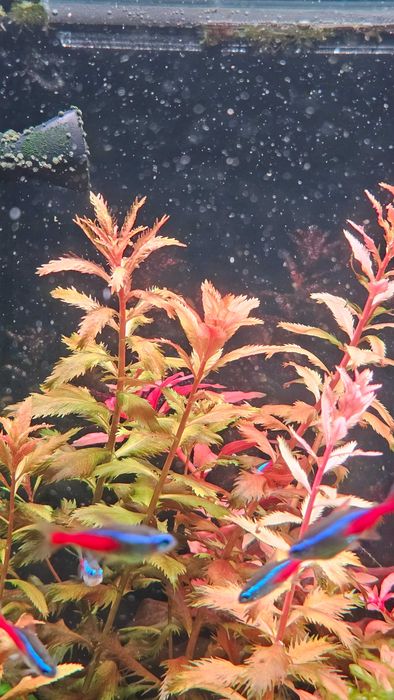 Proserpinaca Palustris Cuba i inne rośliny akwariowe