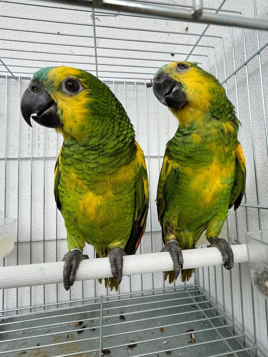 Amazonas Aestiva Xanthopteryx criados à mão com mais amarelo que o normal