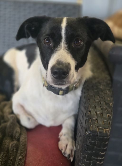 2 letni samiec 10kg niskopodłogowy