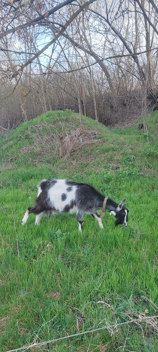 Продам Пару Дойных Коз