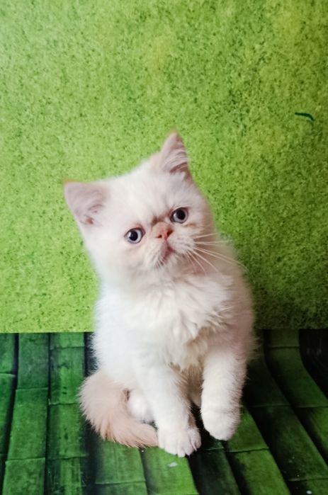 Экзотический малыш