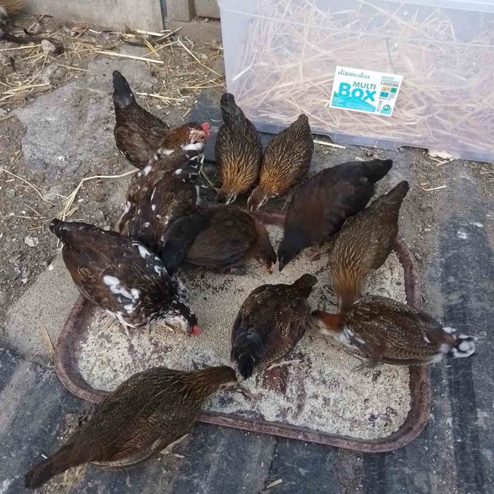 Продам  або обмiняю кури карликовi