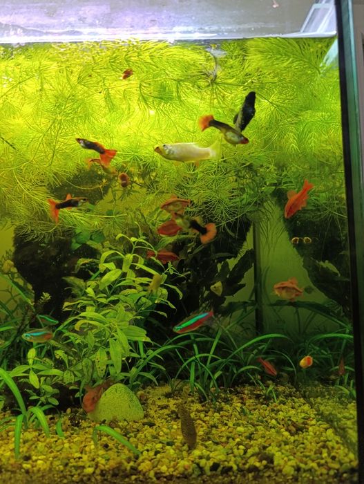 Aquário completo para venda