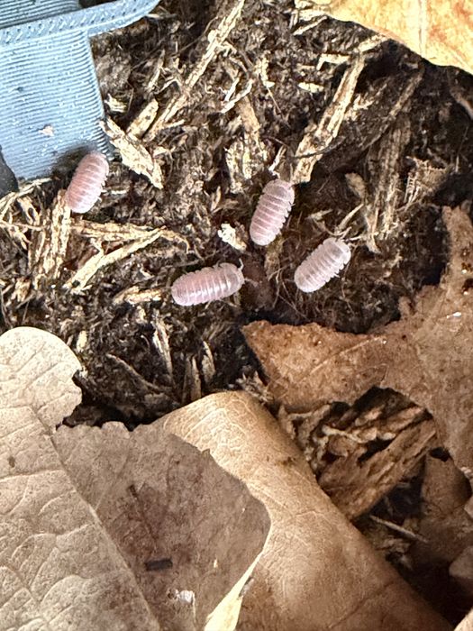 Isopody,wije, ptaszniki, Ekipa sprzątająca