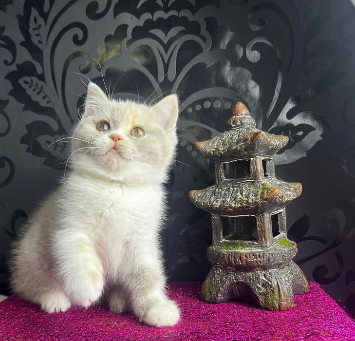 Kotka brytyjska krótkowłosa FPL rodowód wyprawka