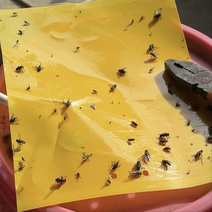 Двостороння клейова пастка,жовта та синя,лепучка від комах