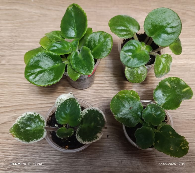 Фіалки сортові дітки. Набір #2 фіалок діток- 4шт