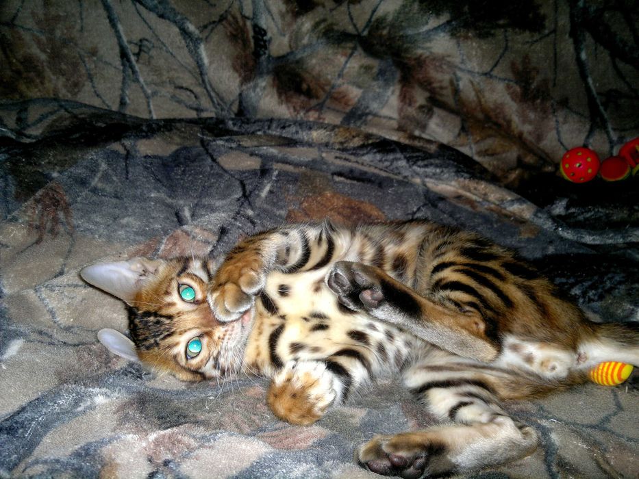 Чудовий бенгальський малюк з документами WCF