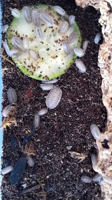 Isopods. "Bichos da conta".