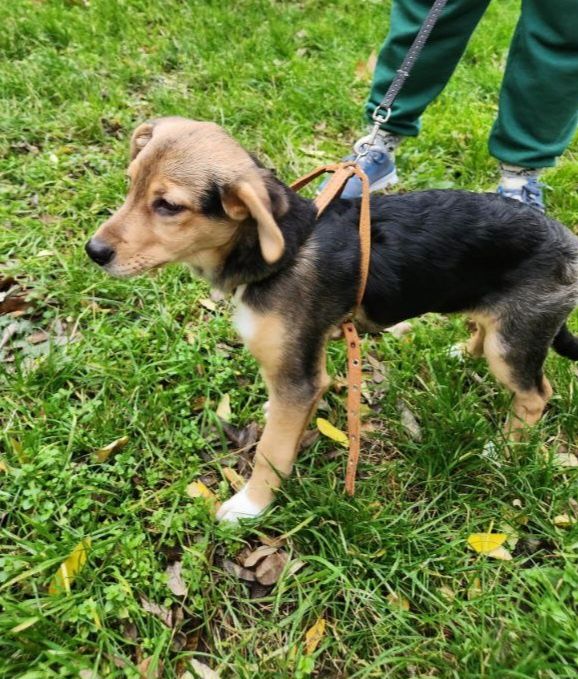 Отдам даром в добрые руки щенка метис бигля