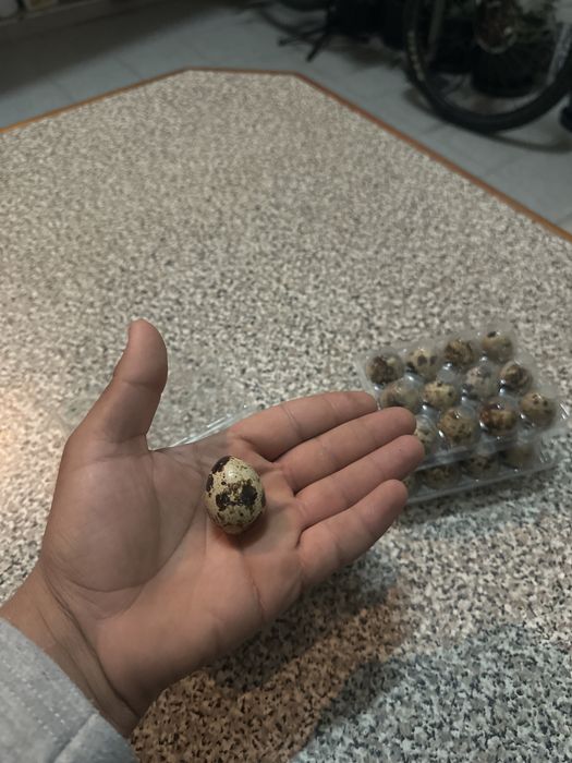 Ovos cadornizes gigantes galados