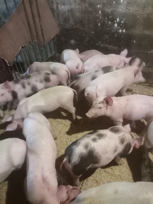Продам малих поросят ціна вказана за 1шт